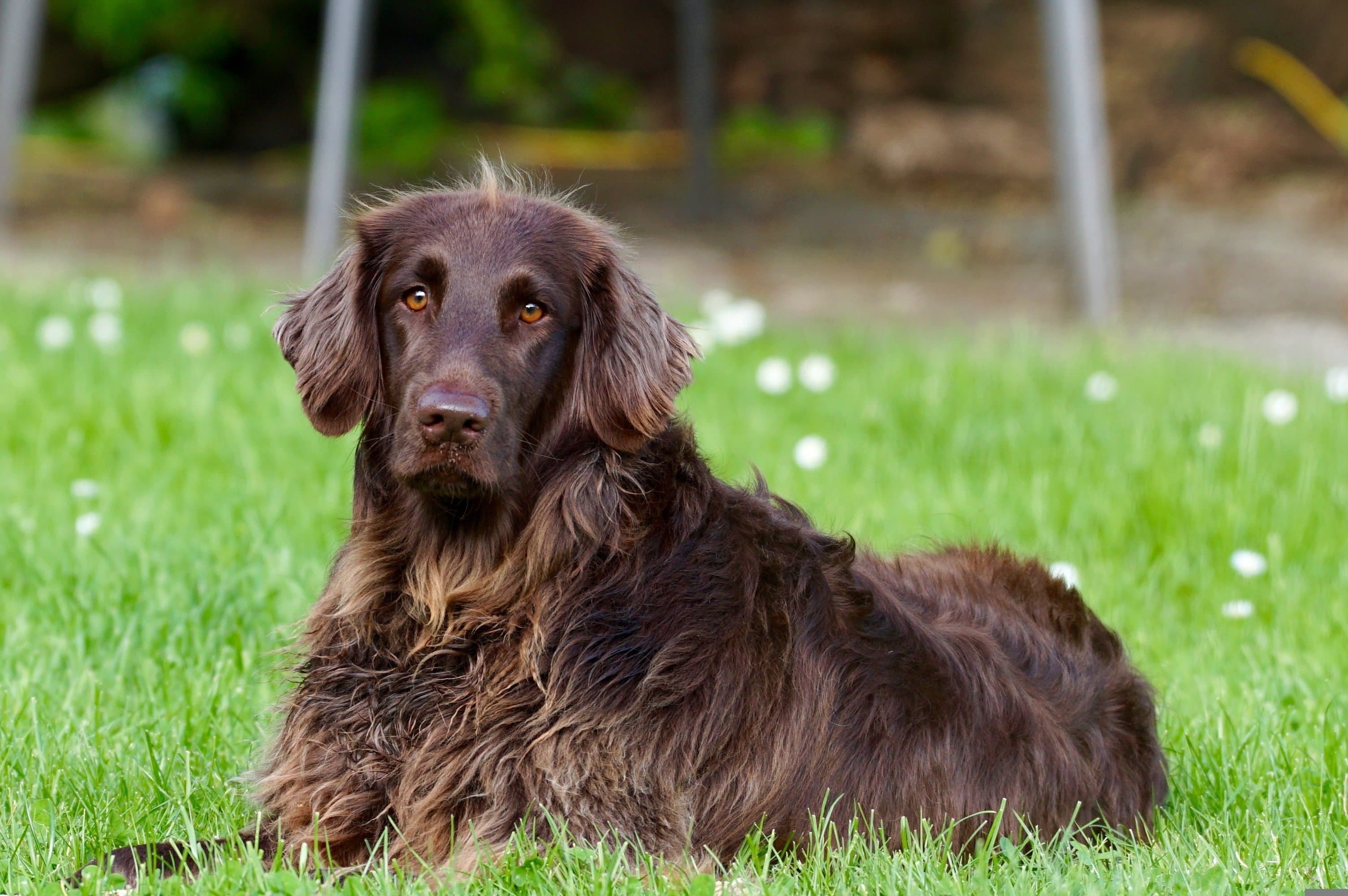 German Longhaired Pointer dog sitting in a clean yard after pet waste removal service