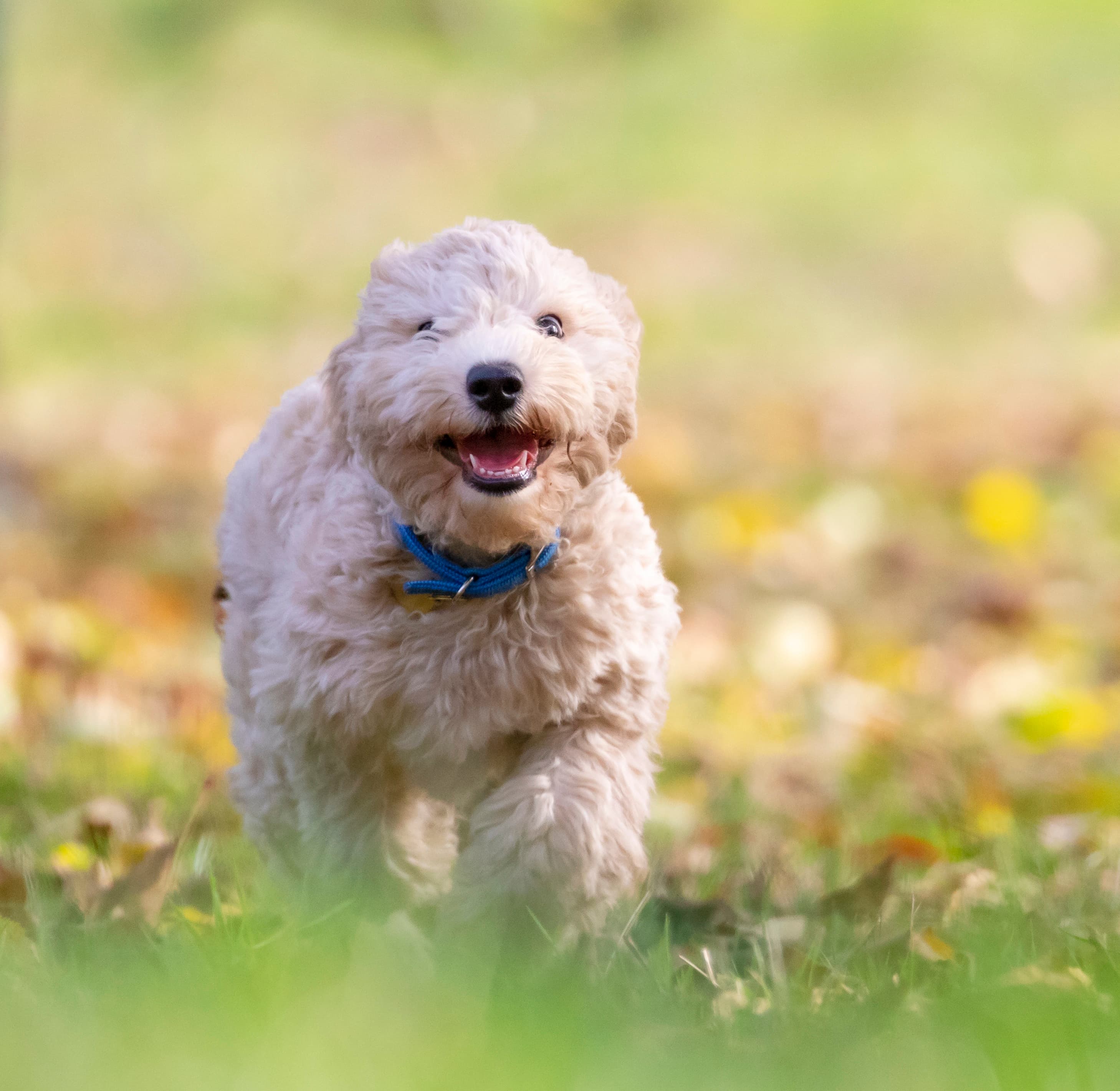 Dog sitting in a clean yard after pet waste removal service, photo by Rzierik on Unsplash